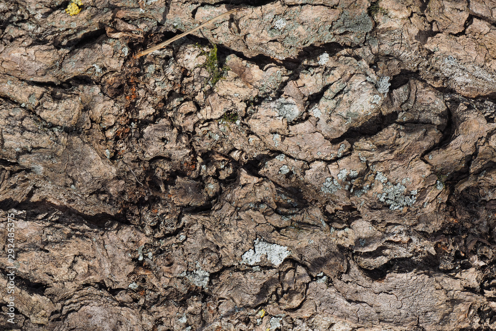 Poplar bark texture with knots and fragments of lichen Poplar bark texture with knots and fragments of lichen