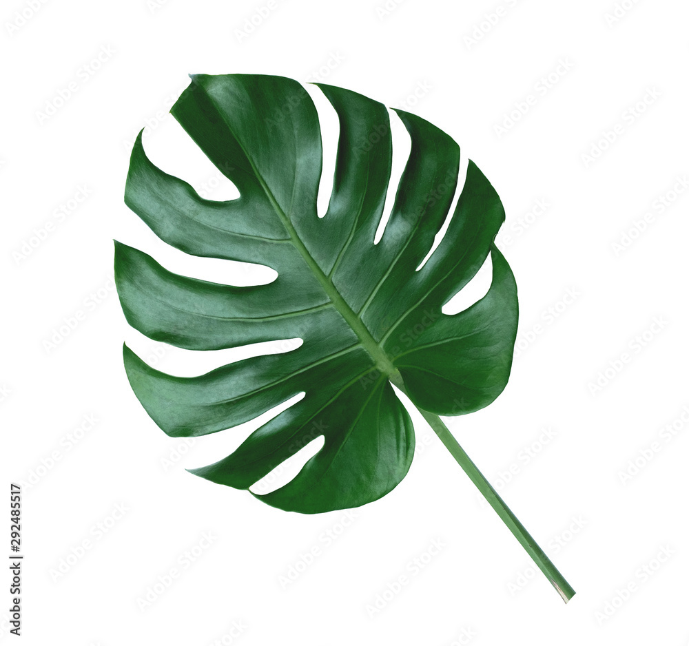 Green leaf background. Tropical leaves Monstera on white background. There are Clipping Paths for the natural designs and decoration 