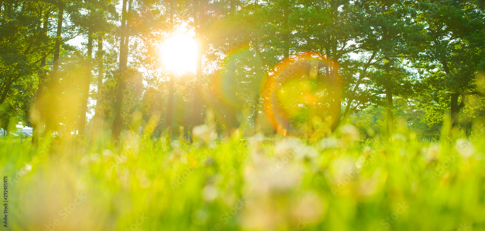 Obraz premium Park flowers in the morning