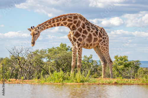 portrait of a giraffe   Giraffa Camelopardalis  at a waterhole  Welgevonden Game Reserve  South Africa.