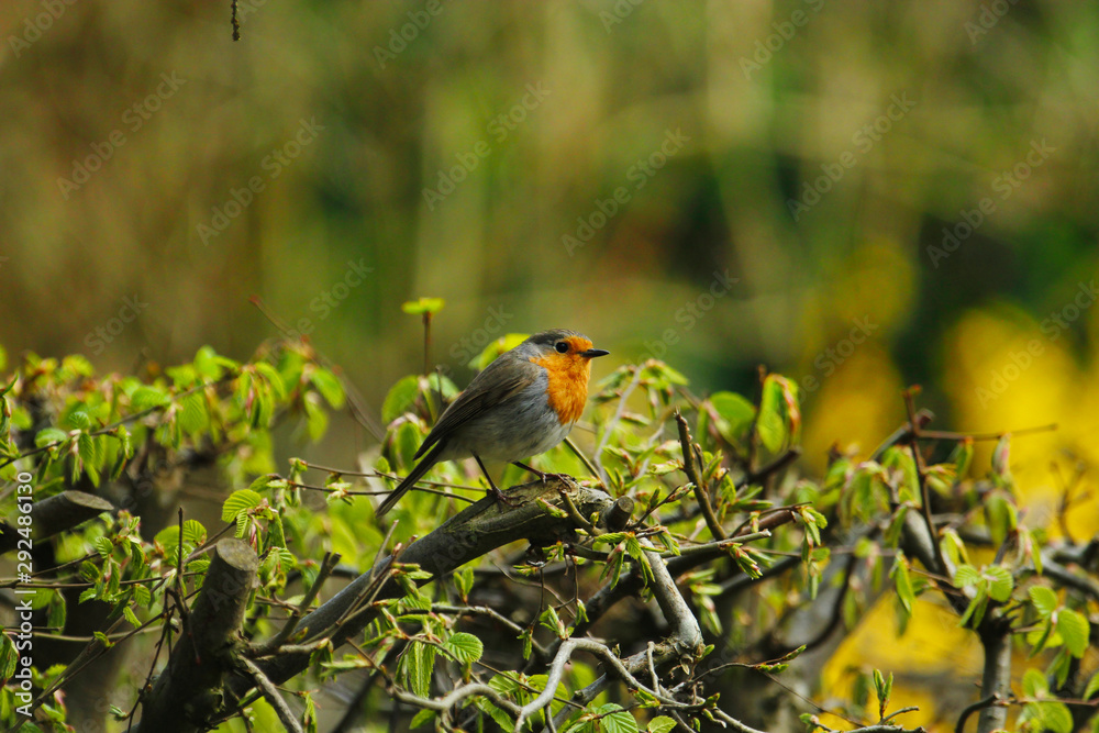Rotkehlchen sitzt im Frühling auf einer Hecke Erithacus rubecula
