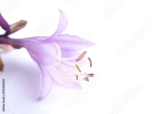 pink flowers hosts on a white background