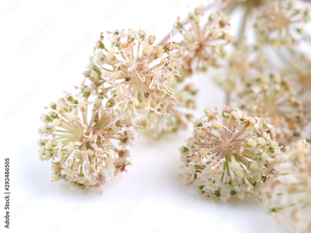 wild carrot flowers on white background wild carrot flowers on white background