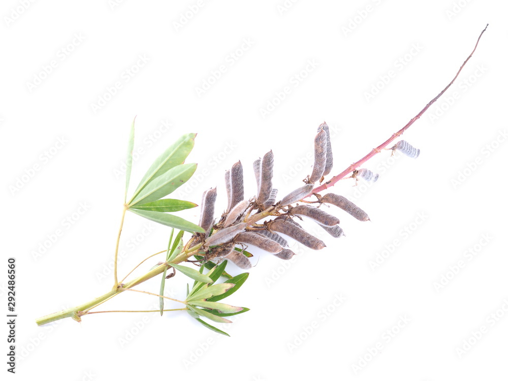 lupine seeds on a white background lupine seeds on a white background