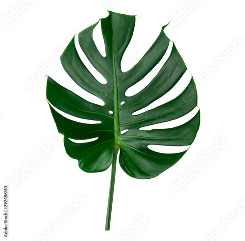 Green leaf background. Tropical leaves Monstera on white background. There are Clipping Paths for the natural designs and decoration 