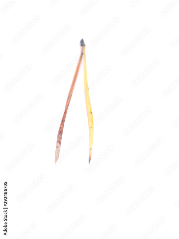 dry yellow needles on a white background dry yellow needles on a white background