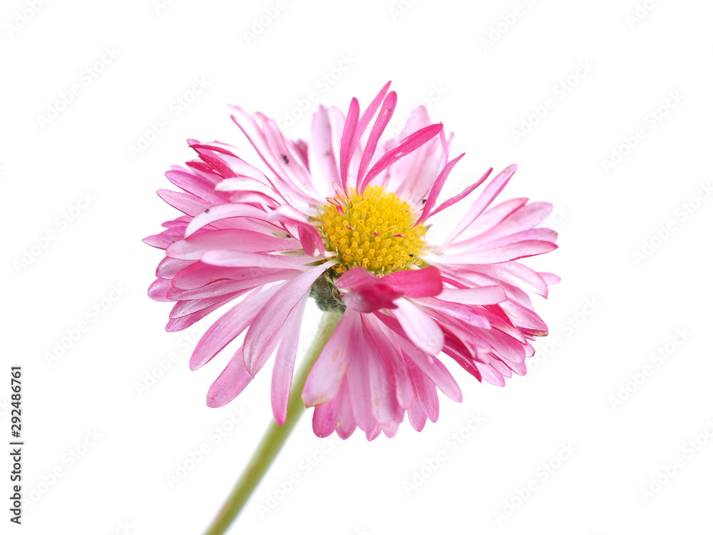 aster flowers on a white background aster flowers on a white background