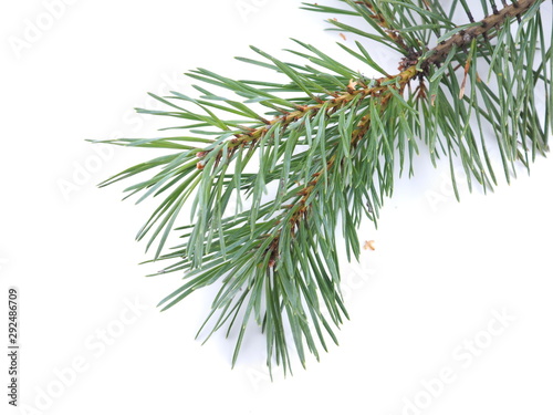 green pine branches on a white background