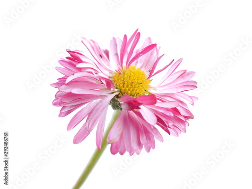 aster flowers on a white background