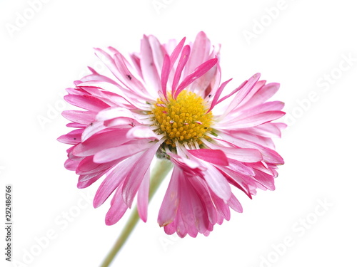 aster flowers on a white background