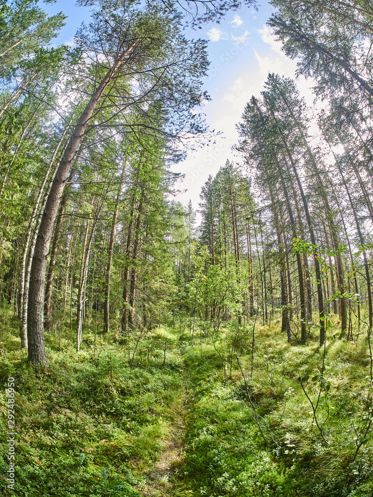 in the northern forest. Russia. Karelia in the northern forest. Russia. Karelia