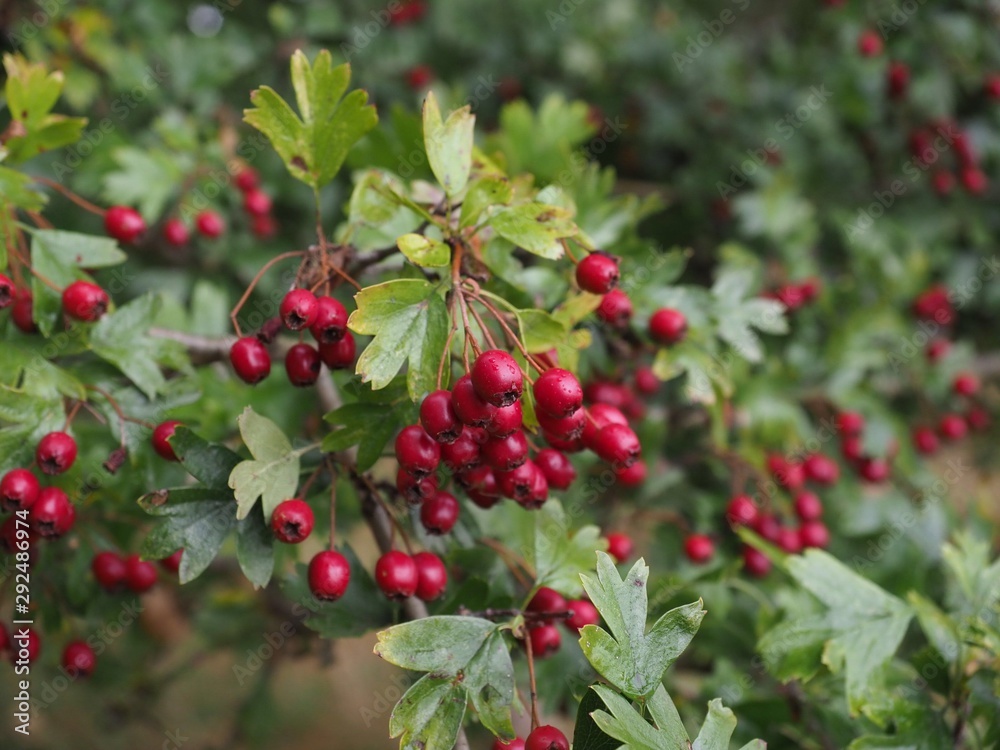 red berries on bush