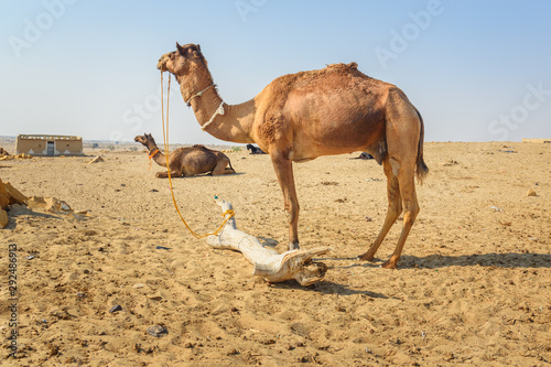 Camels in traditional village at Thar desert. Jaisalmer. India