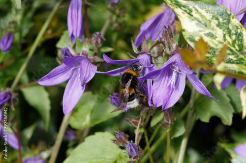 Bee gathering on a purple flower in a garden
