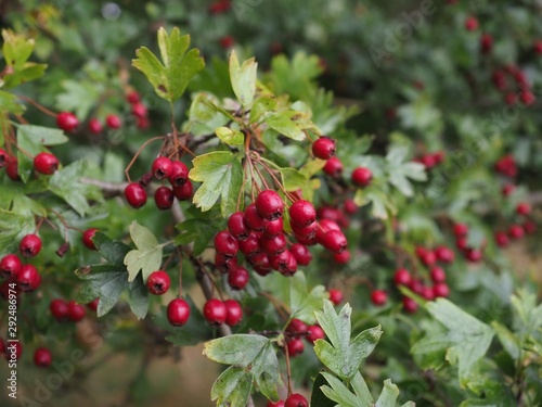 Obraz na płótnie red berries on bush w salonie
