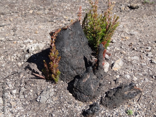 Neue Pflanze nach Waldbrand auf La Gomera Kanaren, neues Leben