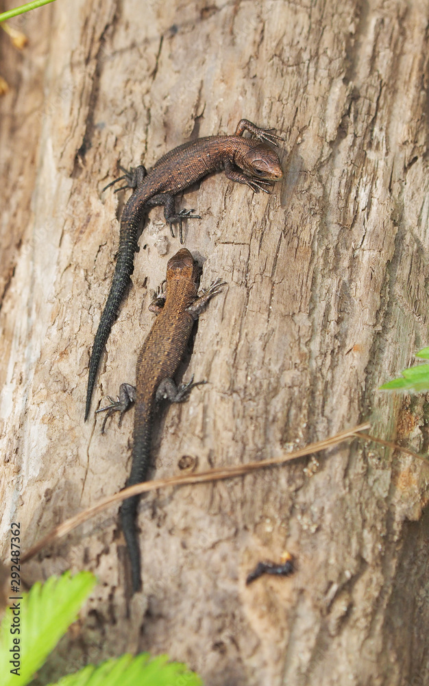 viviparous lizard on a tree in the forest viviparous lizard on a tree in the forest