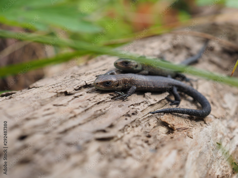 Fototapeta premium viviparous lizard on a tree in the forest