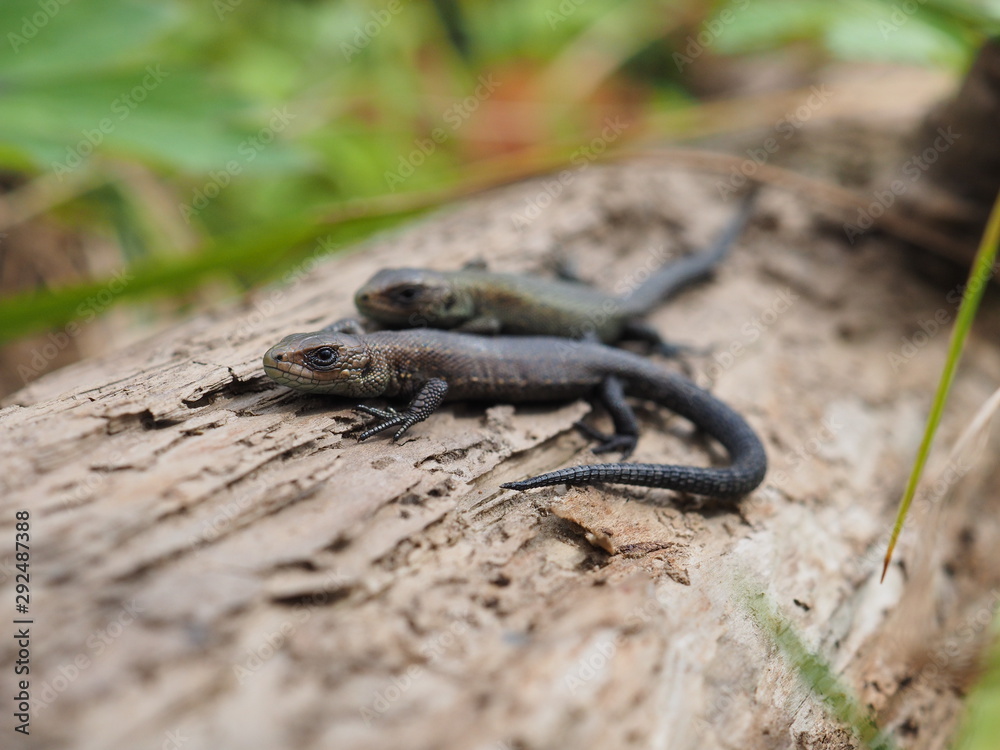 viviparous lizard on a tree in the forest viviparous lizard on a tree in the forest