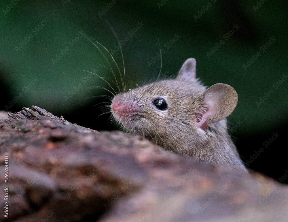 House mouse in hiding in urban garden. House mouse in hiding in urban garden.