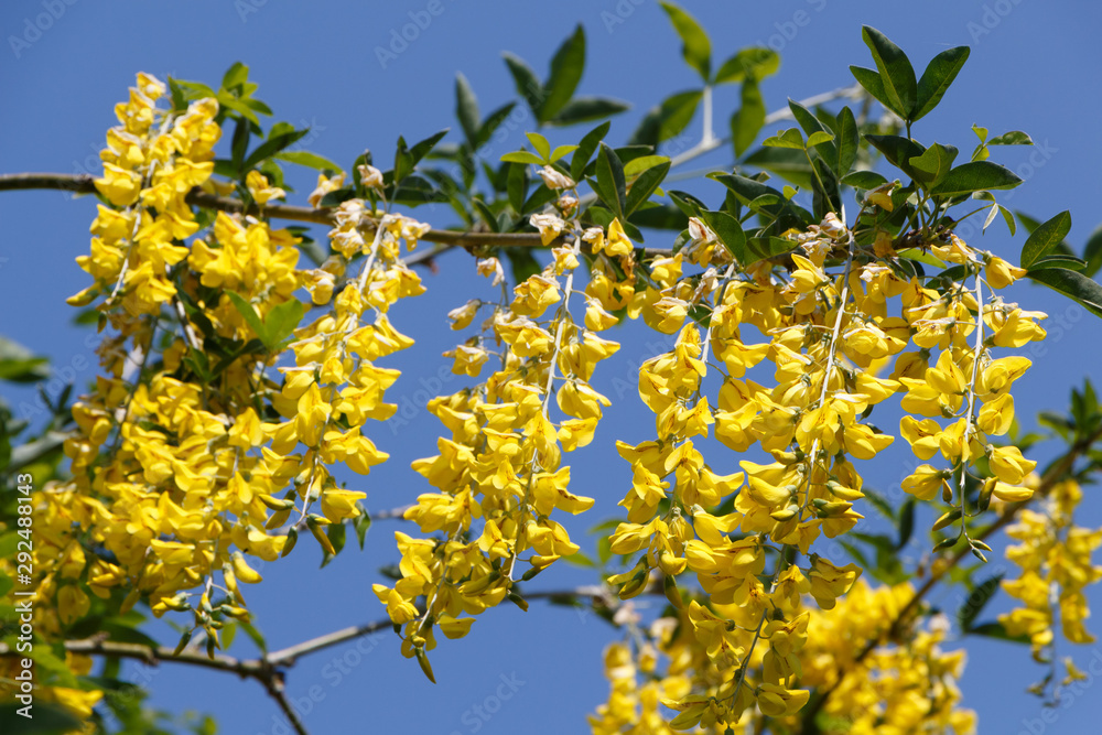 Yellow flowers of Alpine laburnum in a garden during spring Yellow flowers of Alpine laburnum in a garden during spring
