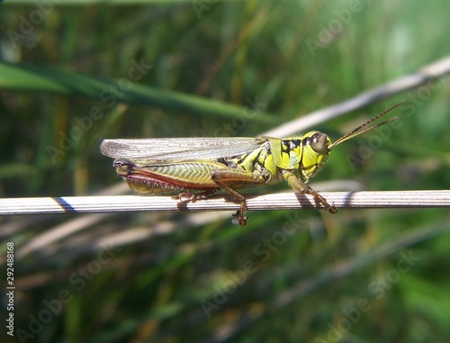 red-legged grasshopper (Melanoplus femurrubrum)