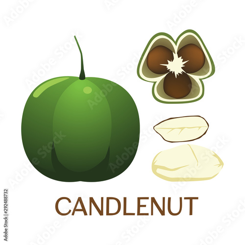 Candlenut - original shape of the fruit