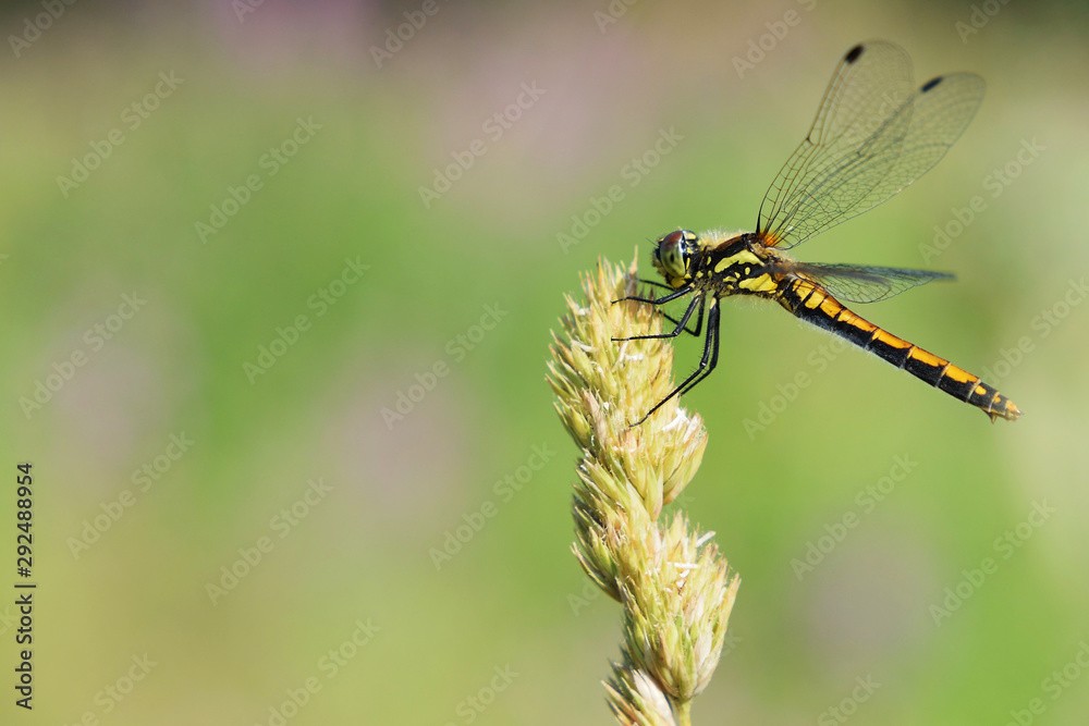 Dragonfly on a plant against a blurred grass background. Selective focus. Side view. Copy space
