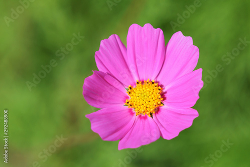 Pink cosmos flower on blurred green background. Closeup. Top view. 