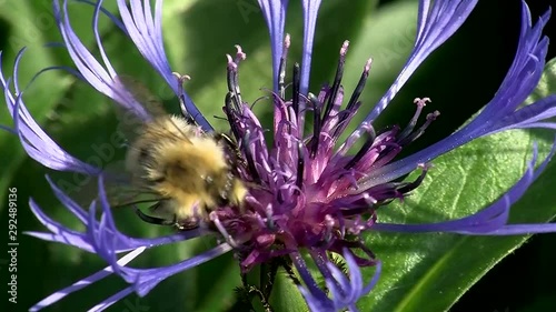 Eine rotpelzige Sandbiene auf einer Kornblume photo