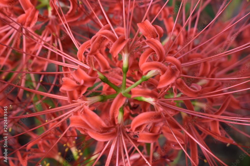 Flower Geometry-1(Lycoris radiata)