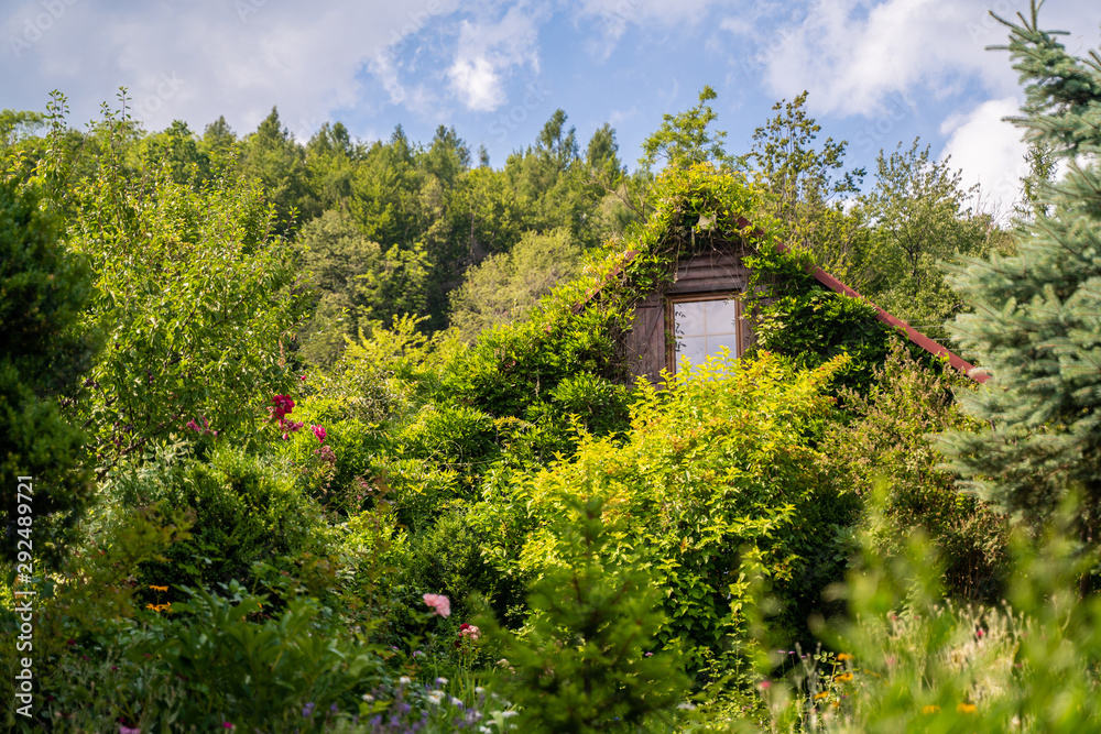 Fairytale like house in the middle of the forest with rich garden and colorfull grown walls Fairytale like house in the middle of the forest with rich garden and colorfull grown walls