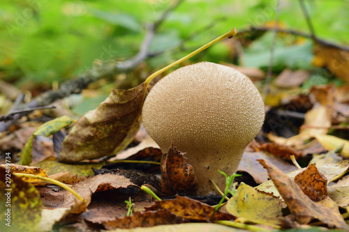 Light brown mushroom among autumn leaves on smooth green backgound. Lycoperdon perlatum. Closeup photo