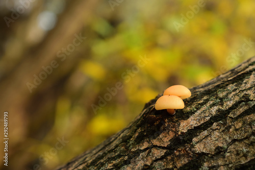 Two small orange mushrooms on brown trunk of old fallen poplar. Autumn background