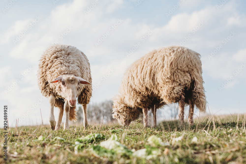 organic free range sheep lamb mutton in a green grass field with long fur before in a need of cut organic free range sheep lamb mutton in a green grass field with long fur before in a need of cut