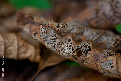 rhythm of nature and the beauty of the leaves