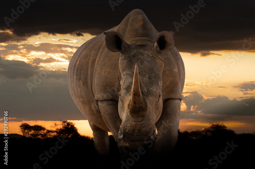 Portrait of a white rhinoceros (Ceratotherium simum), Welgevonden Game Reserve, South Africa.