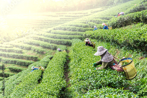 The crown are picking top tea leaves from the tea plantations in the morning.