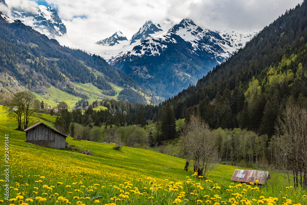 Classic spring view of Swiss Alpine landscape showing colourful wild flower meadows, farm buildings, and dramatic mountain scenery of the Sustenpass area in the Hasli Valley, Bernese Oberland, Canton 