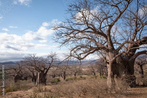 landscape of Hadzaland in Tanzania is filled with ancient baobab trees