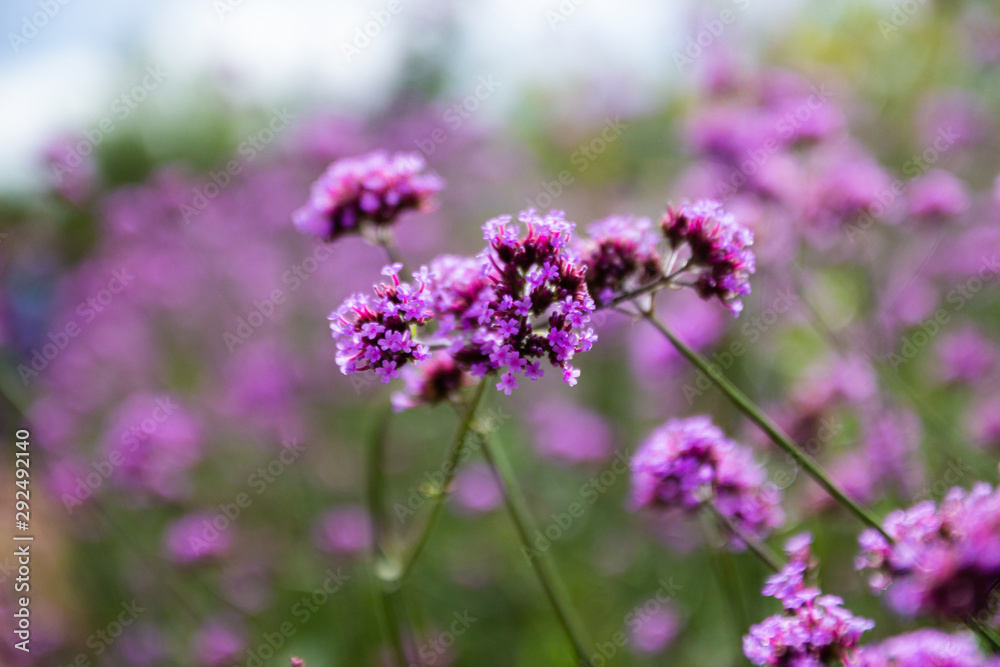 The beautiful violet flower on the mountain. The beautiful violet flower on the mountain.