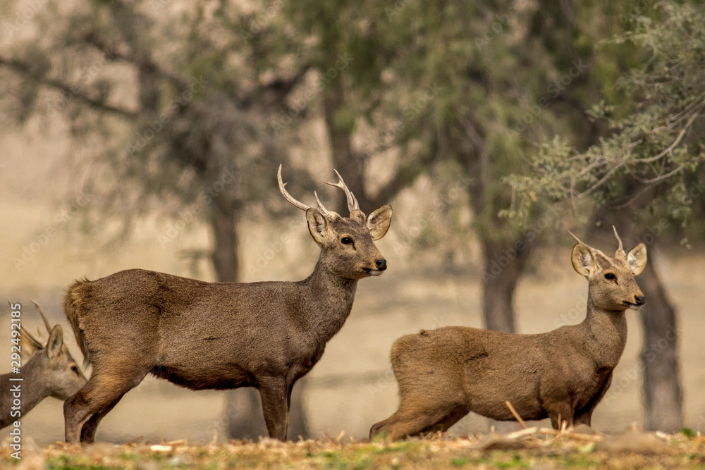Indian hog deer Indian hog deer