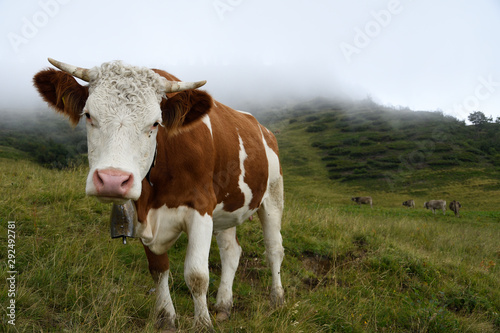 Kuh im Portrait © O. Maichle