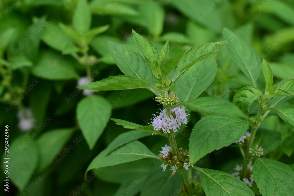 Coriander leaves Is a natural green leaf Can be flavored as symptoms And fragrant Coriander leaves Is a natural green leaf Can be flavored as symptoms And fragrant