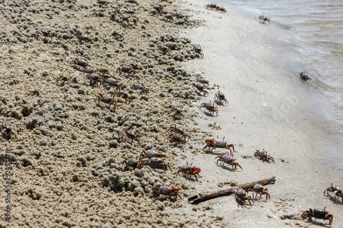 Many crabs are walking on driftwood beach in Jekyll island, Georgia, USA