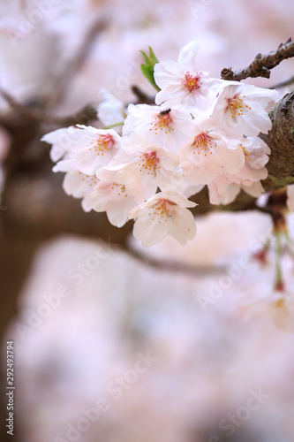 桜の花　春イメージ © TOMO