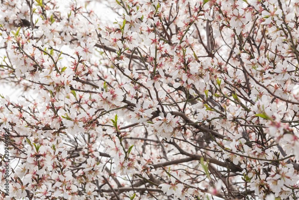 Spring blossoms, pink flowers. Spring blossoms, pink flowers.