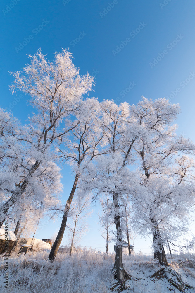 Beautiful morning rime in northern China Beautiful morning rime in northern China