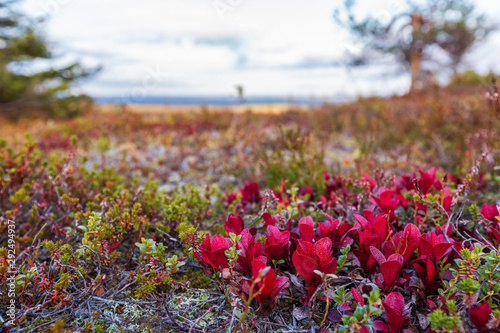 Red plants in autumn Lapland, Riisitunturi national park photo