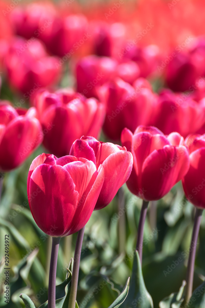 チューリップの花 チューリップの花